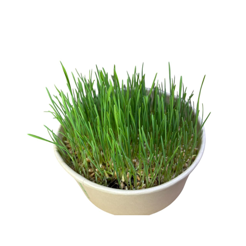 Snack Pasto De Trigo Para Perros, Gatos, Conejos Y Haámsters